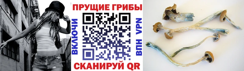 маркетплейс официальный сайт  Десногорск  Галлюциногенные грибы GOLDEN TEACHER  где продают  