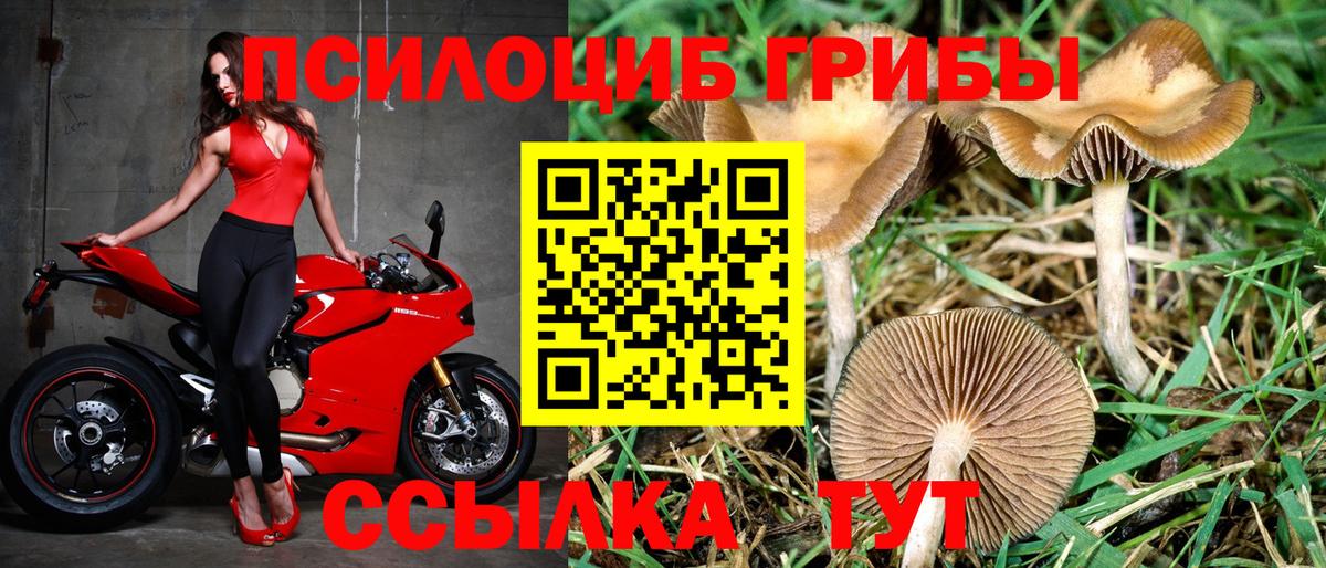 Десногорск  Псилоцибиновые грибы Cubensis  Вход с VPN 